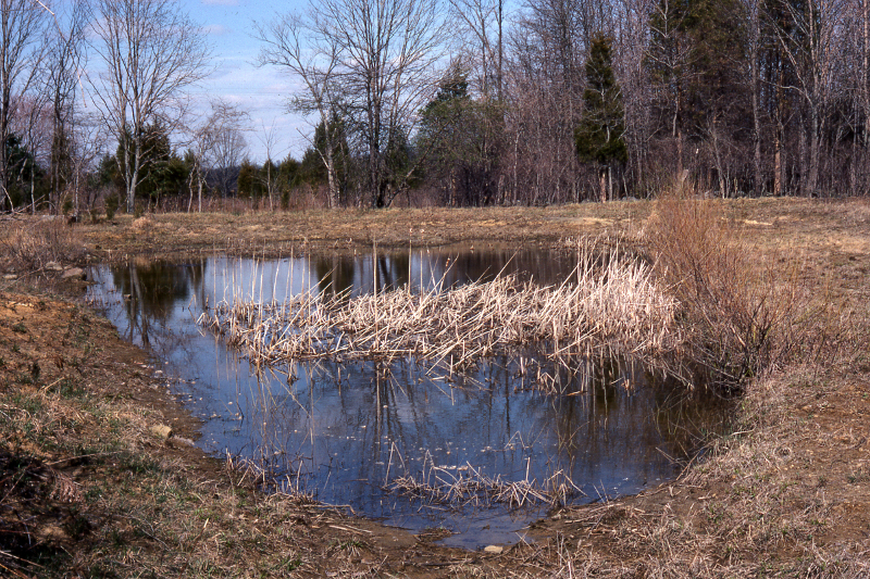 This vernal pool was either created or expanded by earth removal.  This photograph from 1978 shows disturbed soils and a lack of vegetation around the perimeter. Credit: Jack Ray